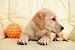Golden Retriever Puppy - 48