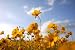 Beautiful Wild Flowers: Yellow 2 - 18