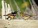 Baltimore Orioles, Male Feeding Fledgling, Illinois Photographic Poster Print by Dayb...