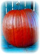 Sorcerer Pumpkin 15 Seeds