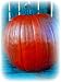 Sorcerer Pumpkin 15 Seeds