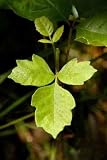 Detail of Western North American Poison Oak Leaves - 18