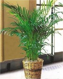 Kosher Gift Basket – Palm Leaf Plant (Israel)