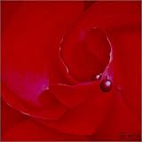 poster / affiche rose 69 with piercing est disperible en (L x H): 60 x 60 cm de H. Hübsch