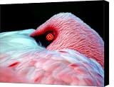 Wearing Pink Canvas Print / Canvas Art - Artist Mitch Cat