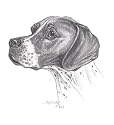 Original German Pointer hand drawing