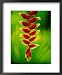Heliconia Flower, Nadi, Fiji Lonely Planet Collection Framed Art Poster Print by Peter Hendrie, 18x22