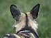 African Hunting Dog from the Sedgwick County Zoo, Kansas Photographic Poster Print by Joel Sartore, 12x9