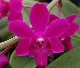 Doritis pulcherrima (Phalaneopsis Orchid plant)