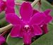 Doritis pulcherrima (Phalaneopsis Orchid plant)