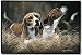  - Decorative Pet Mat - 18.0 x 27.0 - Beagle