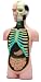Human Body Torso Anatomy Model