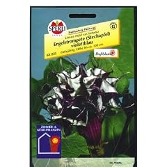 Engelstrompete violettblau