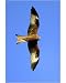 Photographic Print of Red KITE - in flight, soaring over nest territory in april from Ardea