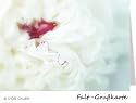 Edle Foto-Gru&szlig;karte - Pfingstrose, Faltkarte mit Kuvert