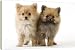 Dog - Pomeranian puppy. Smallest member of the German Spitz Group - 20 Inch Canvas Print (51 cm) by Ardea