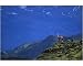Photographic Print of Guanaco Llama from RSPCA