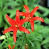Amazon / Tropical Oasis: LILIUM CONCOLOR var strictum morning star 10 seeds