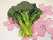九州産の野菜　長崎県産　ブロッコリー　直売所販売用
