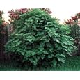 1 Genoa White Italian Fig Plant - Ficus carica