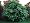 Genoa Purple Italian Fig Ficus Carica