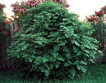 Genoa Purple Italian Fig Ficus Carica