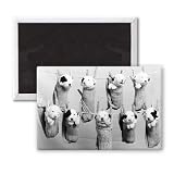 Old English Sheepdog puppies on Washday! - 3x2 inch Fridge Magnet - large magnetic button - Magnet