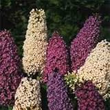 Butterfly Bush Blend - 20+ Seeds