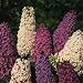 Butterfly Bush Blend - 20+ Seeds