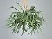 Close-Up of an Elkhorn Fern Plant (Platycerium Bifurcatum) Photographic Poster Print by G. Cigolini, 24x32