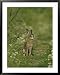 Brown Hare, Leveret Feeding on Grass, Scotland Framed Art Poster Print by Mark Hambli...