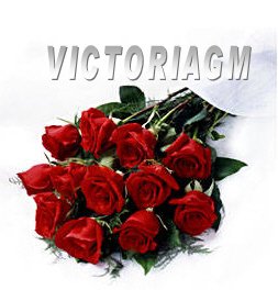 16 Dozens Fresh Cut Red Roses in Bulk or Wholesale Price