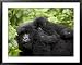 Adult Female Mountain Gorilla with Infant Riding on Her Back, Amahoro a Group, Rwanda, Africa Collections Framed Art Poster Print by James Hager, 39x31