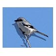 Light Capture of Loggerhead Shrike ver. 1 Animals Photographic Poster Print by TD Wilson, 24x20