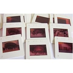 BREEDS of PIGS set of colour slides 35mm slides for PIG FARMING TEACHING