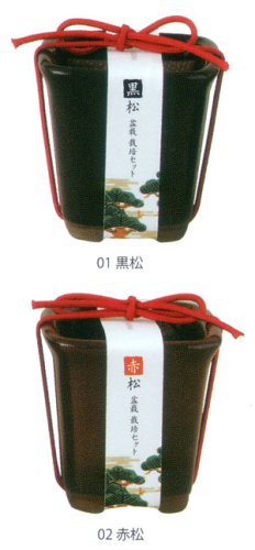 植木鉢と種がセットになった<br>黒松or赤松盆栽　栽培セット