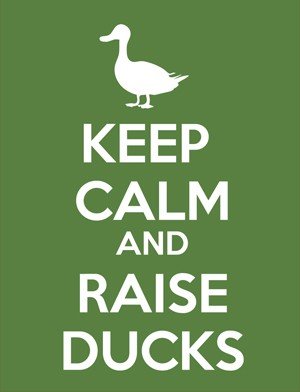 Detail image 'Keep Calm and Raise Ducks' Vinyl Decal Sticker