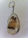 Butterfly Key Ring, real Butterfly in acrylic - Insect Keychain / Bag charm Keyring (1 supplied).