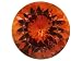 MIN 6.50CT 12MM ROUND LAB CREATED PADPARADSCHA SAPPHIRE