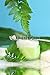 Wallmonkeys Peel and Stick Wall Decals - Rejuvenating Face Cream with Green Ferns - Removable Graphic