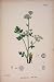 Wild Celery Flower Plant Food Colour Antique Print