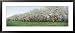 Cherry Trees in an Orchard, Mission Peninsula, Traverse City, Michigan, USA Framed Art Poster Print by Panoramic Images, 43x19