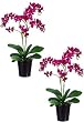 Two 20" Phalaenopsis Orchid Plant X2 in Ceramic Pot Violet