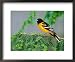Male Baltimore Oriole Framed Art Poster Print by Adam Jones, 22x18