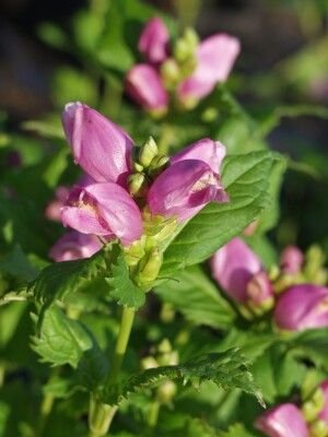 Pflanzenset: 3 x Chelone obliqua - Rote Schildblume, Schlangenkopf
