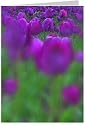 Edle Foto-Gru&szlig;karte - Tulpen indigo, Faltkarte mit Kuvert