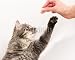 Wallmonkeys Peel and Stick Wall Decals - Kitten Playing - Removable Graphic