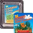 Cosmic Kitty Cat Family Grass