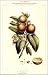 La Gouyave Ord Art Print Poster By E Denisse, 18  x 24 