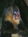 A Captive Adult Male Mandrill, Mandrillus Sphinx, from Africa Photographic Poster Pri...